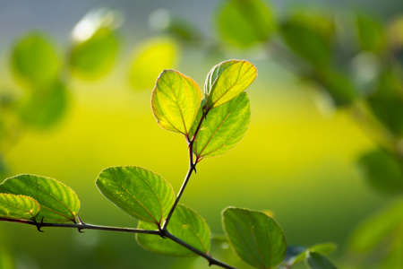 Close-up of green leaf ziziphus mauritiana, also known as Indian jujube.の写真素材