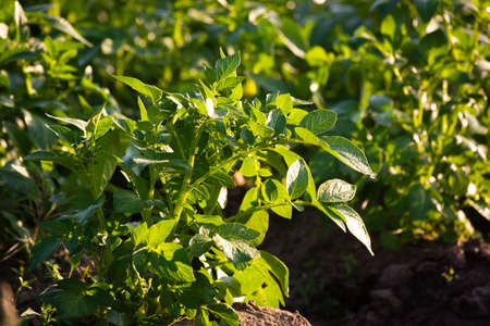 Young potato plant growing on the soil. Natural outdoor background.の写真素材