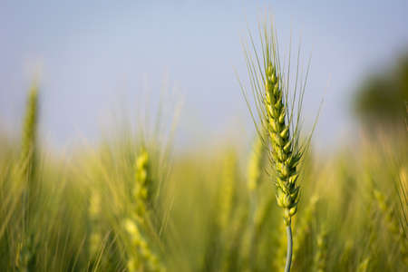 Close up of young green wheat on the fieldの写真素材