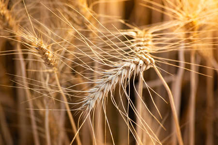 Close up of ripe wheat ears. Rich harvest concept.
