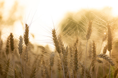 Close up of ripe wheat ears. Rich harvest concept.