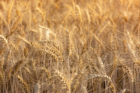 Close up of ripe wheat ears. Rich harvest concept.の写真素材