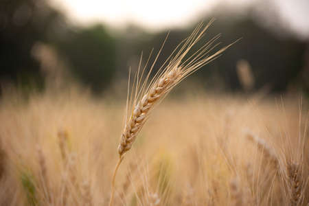 Close up of ripe wheat ears. Rich harvest concept.