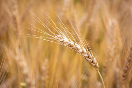 Close up of ripe wheat ears. Rich harvest concept.