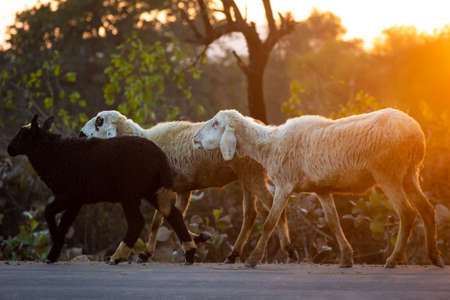Flock of sheep at sunsetの写真素材