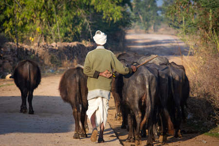 Shepherd with his flock of water buffalos (Bubalus bubalis).の写真素材