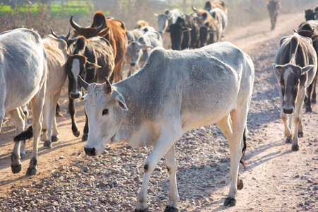 Cows in a farm. Dairy cows.
