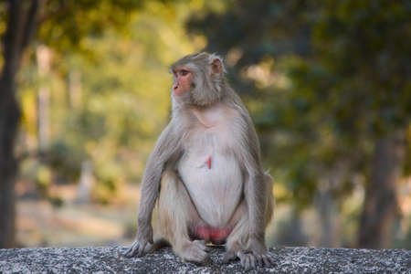 Rhesus macaque (Macaca mulatta) or Indian Monkey in forestの写真素材