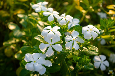 White periwinkle flowers bloom in the garden. Catharanthus roseusの写真素材
