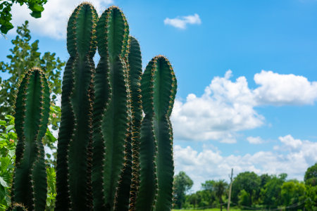 Live green cactus closeup with spinesの写真素材