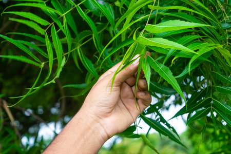 Hand holding neem leaves. Natural medicine.の写真素材