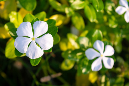 White periwinkle flowers bloom in the garden. Catharanthus roseusの写真素材