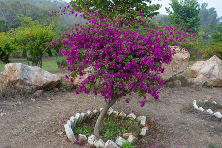 Beautiful bougainvillea flower nature backgroundの写真素材