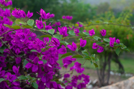 Beautiful bougainvillea flower nature backgroundの写真素材