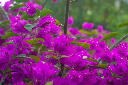 Beautiful bougainvillea flower nature backgroundの写真素材