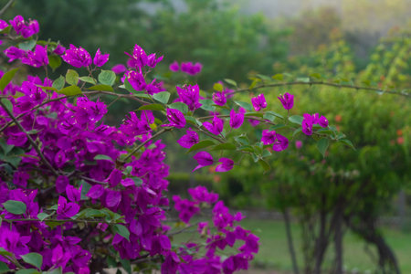 Beautiful purple bougainvillea flower nature backgroundの写真素材
