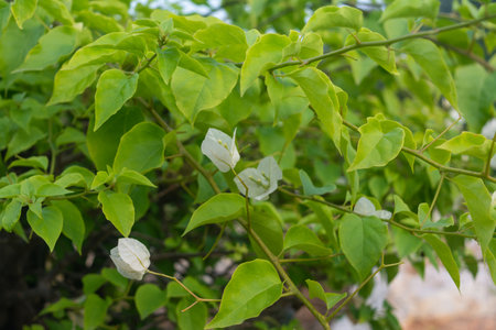 Beautiful white bougainvillea flower nature backgroundの写真素材