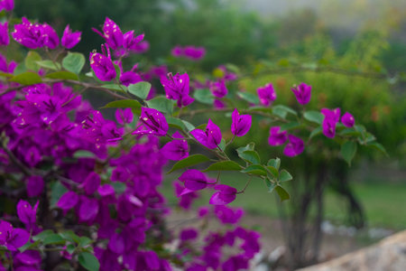 Beautiful bougainvillea flower nature backgroundの写真素材