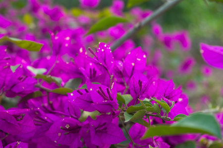 Beautiful pink bougainvillea flower nature backgroundの写真素材