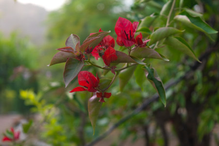 Beautiful red bougainvillea flower nature backgroundの写真素材