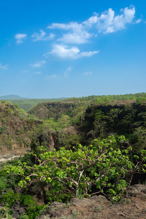 Tropical landscape with green trees and blue sky in the backgroundの写真素材