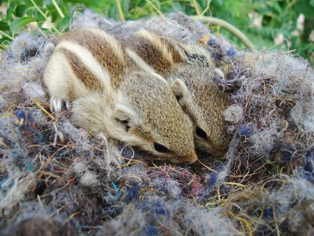 two baby squirrels are hiding in their nestの写真素材