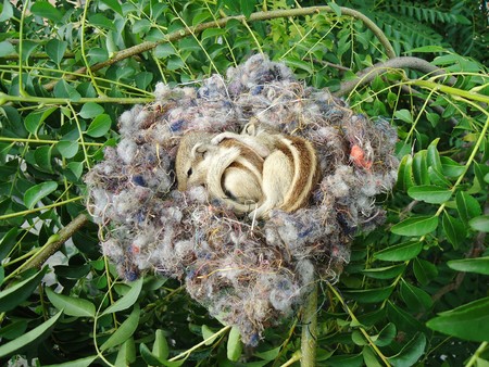 two baby squirrels are sleeping in their nestの写真素材