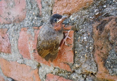 baby robin is standing holding the wall
