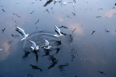 Seagull eating food . I took this shot in yamuna ghat in Delhi, A beautiful reflection of group of seagull.の写真素材