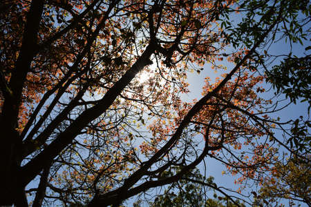 autumn leaves in dehradun