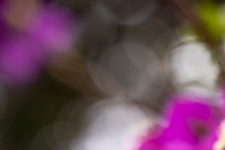 Purple Flower Bokeh ( blur ) for Background. Blurry Flower for Backgroundの写真素材