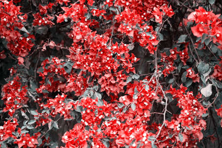 Pink flowers of Bougainvillea spectabilis. Wide shot of pink flower bougainvillea.の写真素材