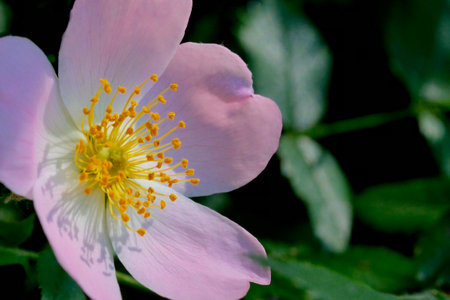 Rosehip flower in the garden, closeup of pink rose flowerの写真素材