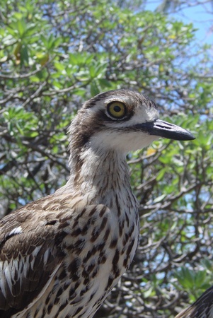 A stone curlew eyes off the camera but refuses to blow its cover by moving - Australian Native