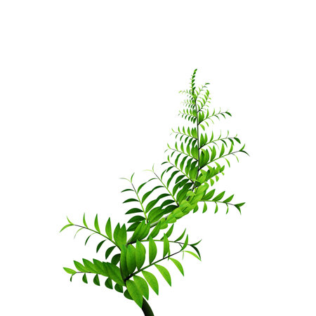 green plants, springs, leaf on transparent, plants elementsの写真素材