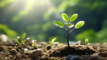 Green seedlings concept of new life and green leafy plantsの素材