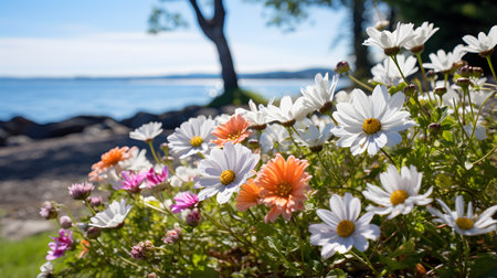 Colorful daisies on the seashore in summer.の素材