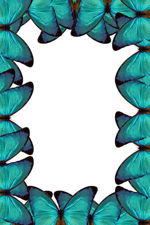 blue butterfliesの写真素材