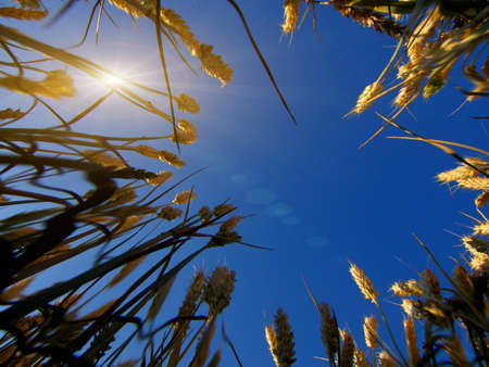 golden ears of harvest in the summerの写真素材