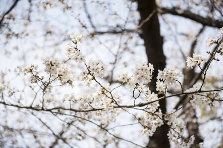 Blooming tree branch with little white flowersの写真素材