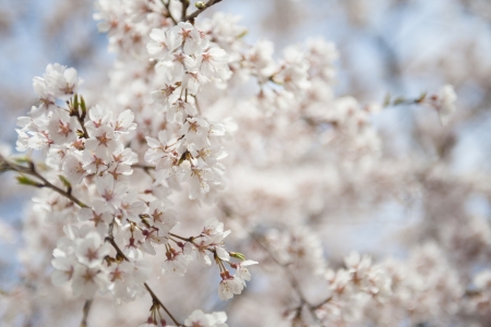 White sakura in japanの写真素材