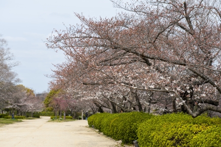sakura garden in japanの写真素材