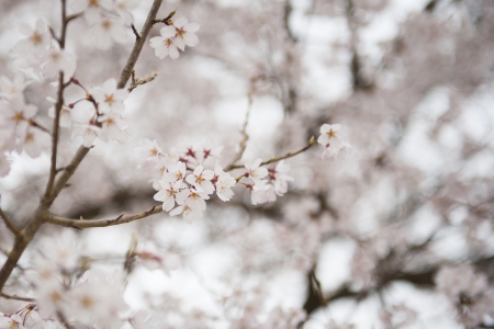 White sakura in japanの写真素材