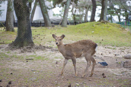 deer in garden parkの写真素材