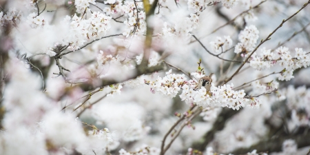 Japanese white flower and little birdの写真素材