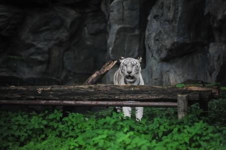 White tiger in Thailandの写真素材