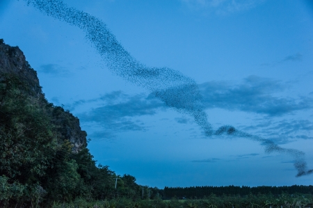 Bats out of the cave in Thailandの写真素材