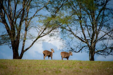 Herd of deer in the meadowの写真素材