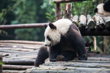 Panda in the jungleの写真素材