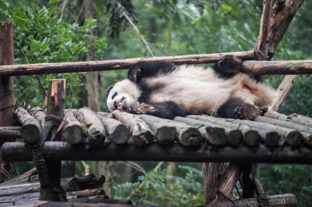 Panda sleeping in the jungleの写真素材